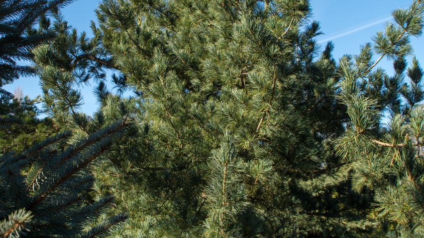 Pinus koraiensis feathered
