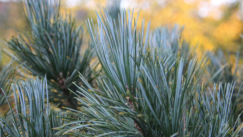 Pinus koraiensis leaves