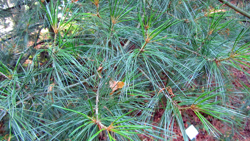 Pinus koraiensis leaves