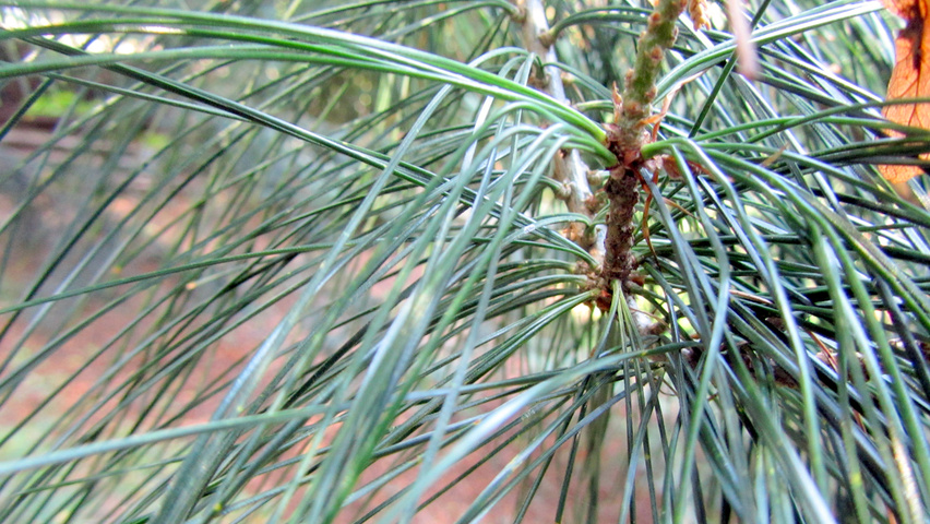 Pinus koraiensis leaves