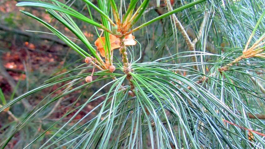 Pinus koraiensis leaves