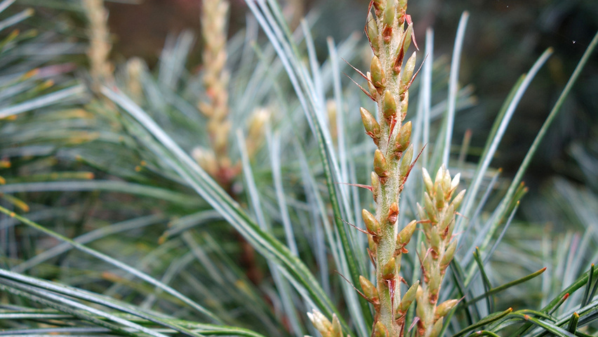 Pinus koraiensis twigs