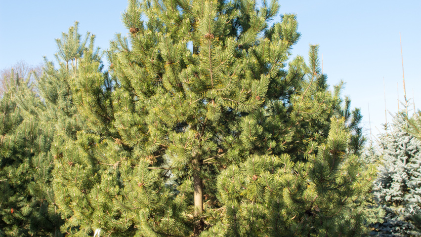 Pinus montana pokrój naturalny