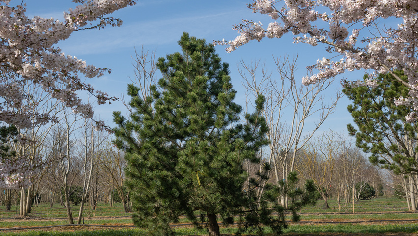 Pinus montana pokrój naturalny
