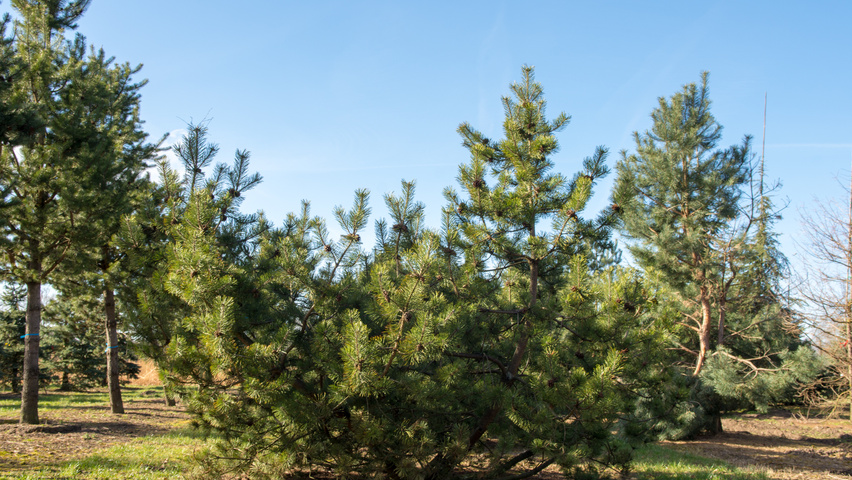 Pinus montana wielopniowy