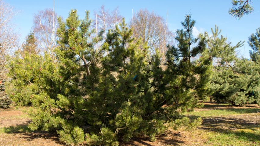 Pinus montana wielopniowy