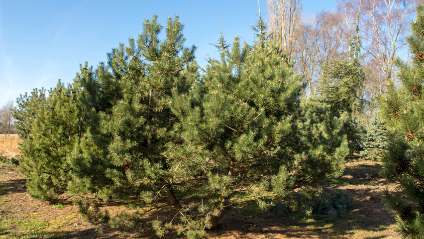 Pinus montana wielopniowy