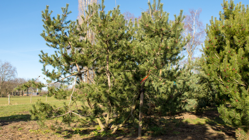 Pinus montana wielopniowy