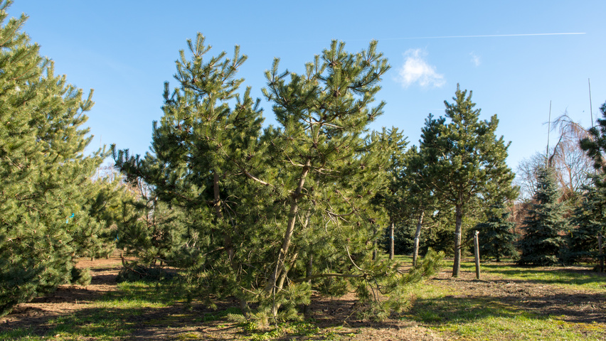 Pinus montana wielopniowy