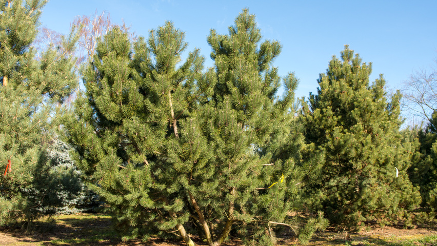 Pinus montana wielopniowy
