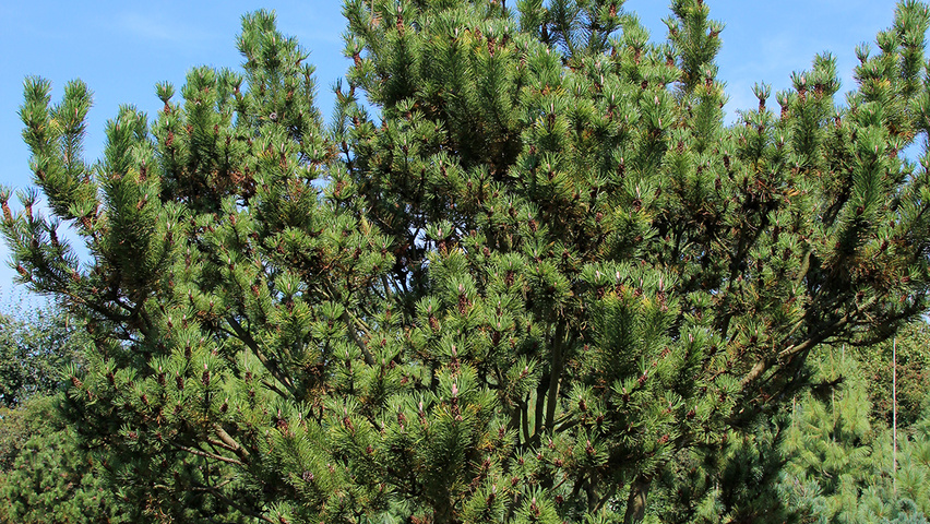Pinus montana wielopniowy parasolowaty