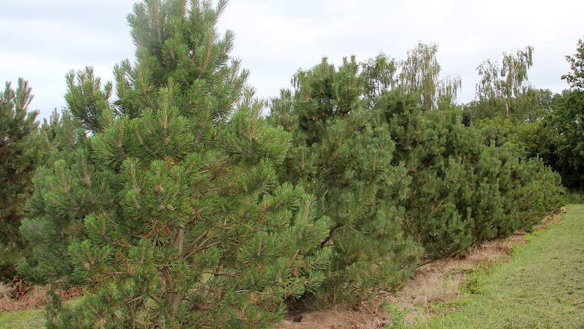 Pinus montana sadzonki