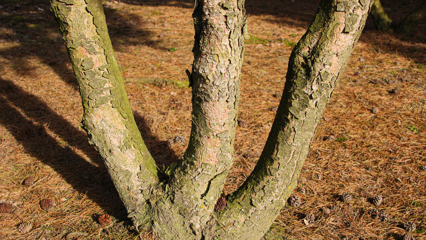 Pinus mugo kora