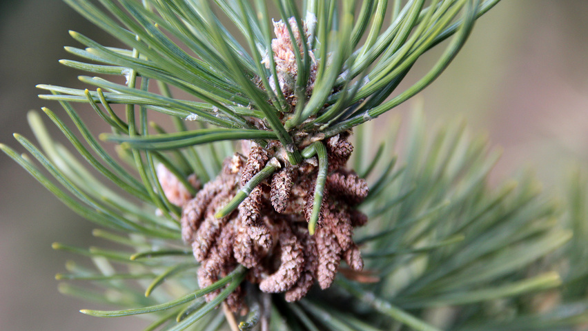 Pinus mugo kwiaty
