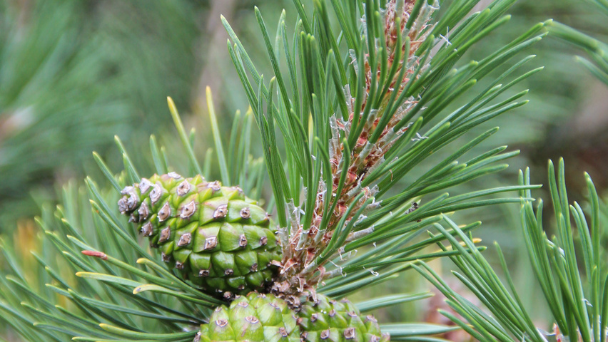 Pinus mugo owoce