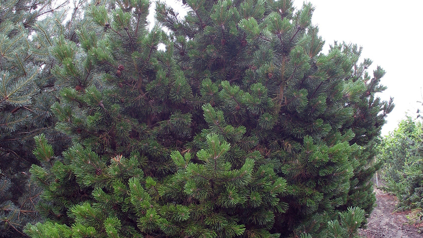 Pinus mugo 'Gnom' Stammbüsche