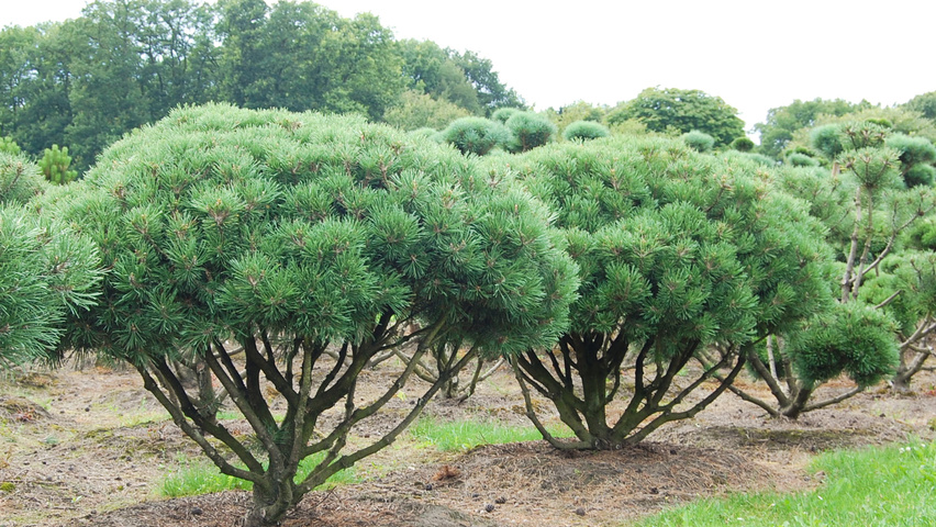 Pinus Mugo Mops () Pinus Mugo Mops