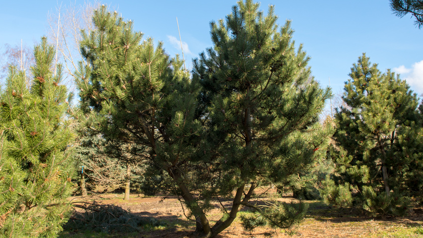 Pinus mugo wielopniowy