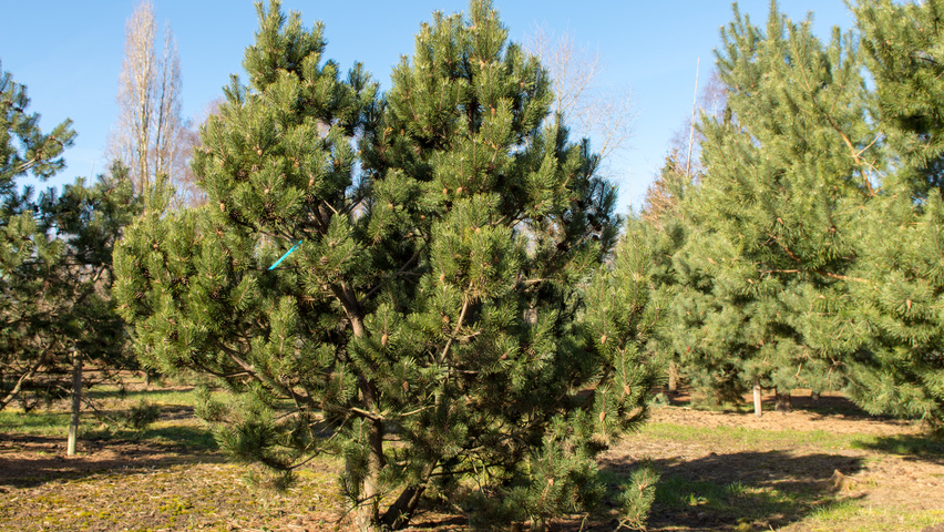 Pinus mugo wielopniowy