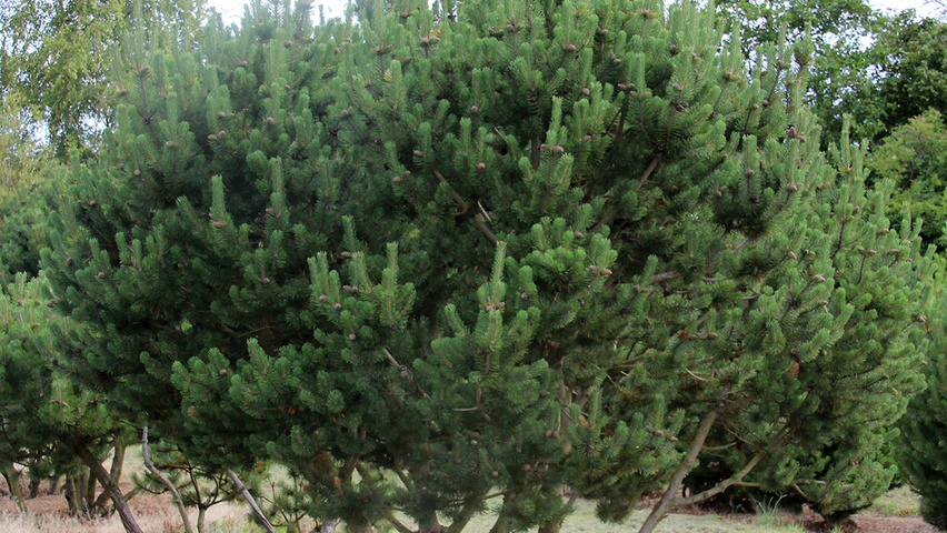 Pinus mugo wielopniowy parasolowaty