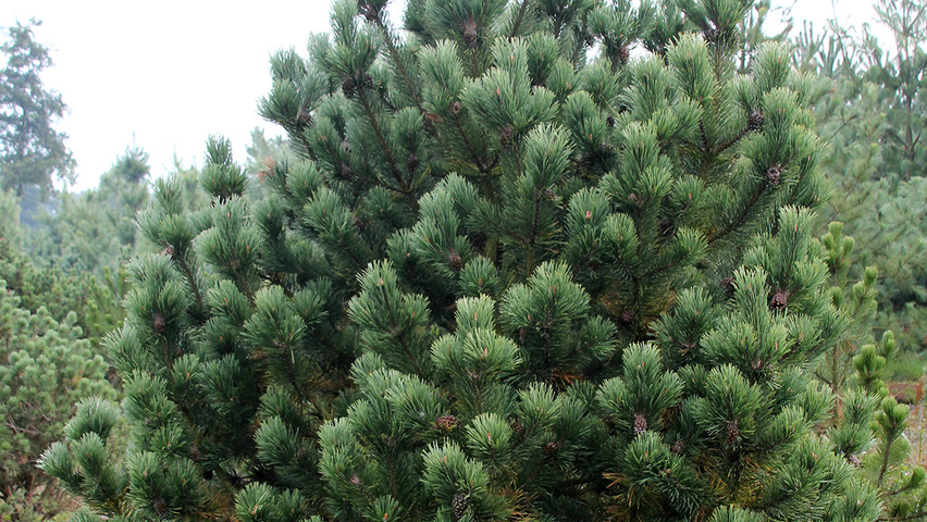 Pinus mugo sadzonki