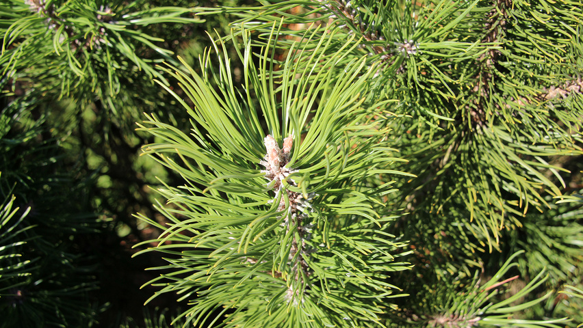 Pinus mugo subsp. mugo Blatt