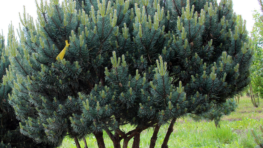 Pinus mugo subsp. mugo mehrstämmige Schirmform