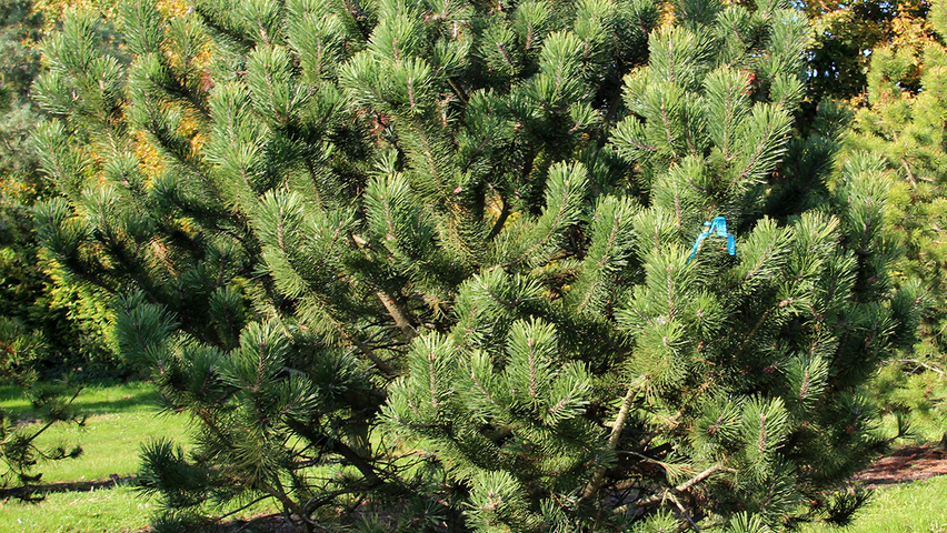Pinus mugo subsp. mugo Solitärgehölze