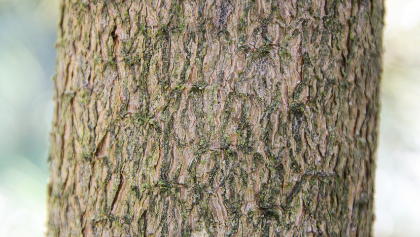 Pinus mugo subsp. uncinata kora