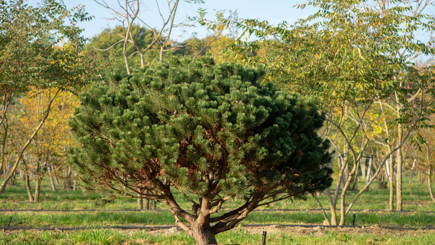 Pinus mugo subsp. uncinata chatakterystyczne
