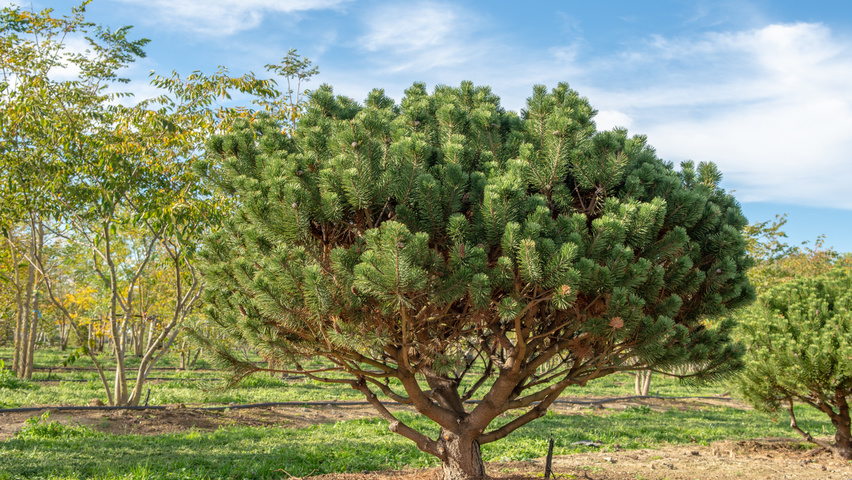Pinus mugo subsp. uncinata | TreeEbb | Online tree-finding tool ...