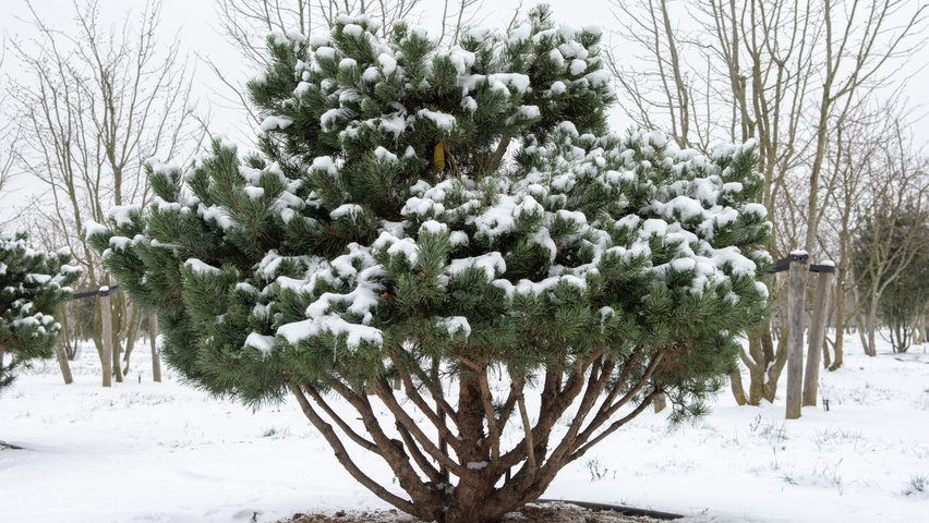 Pinus mugo subsp. uncinata chatakterystyczne
