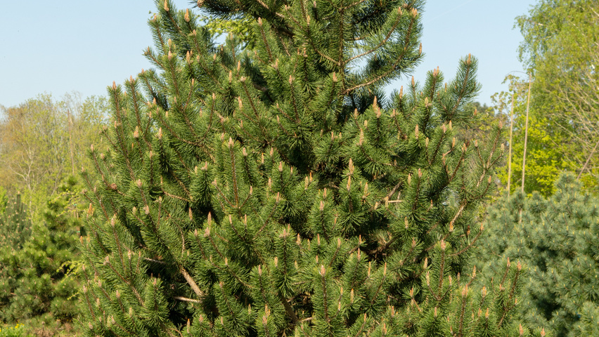 Pinus mugo subsp. uncinata pokrój naturalny