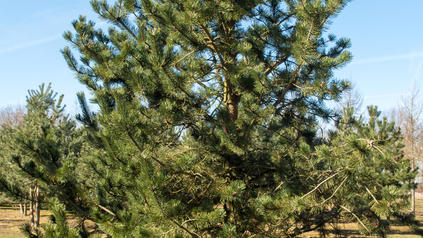 Pinus mugo subsp. uncinata pokrój naturalny