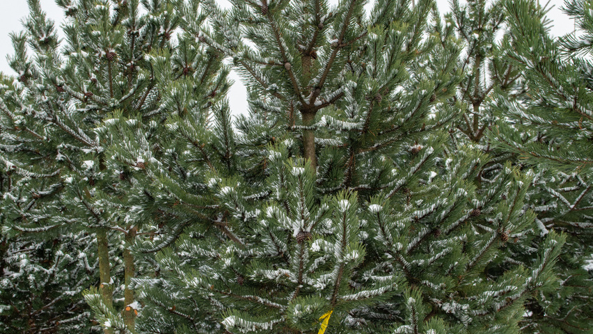 Pinus mugo subsp. uncinata pokrój naturalny