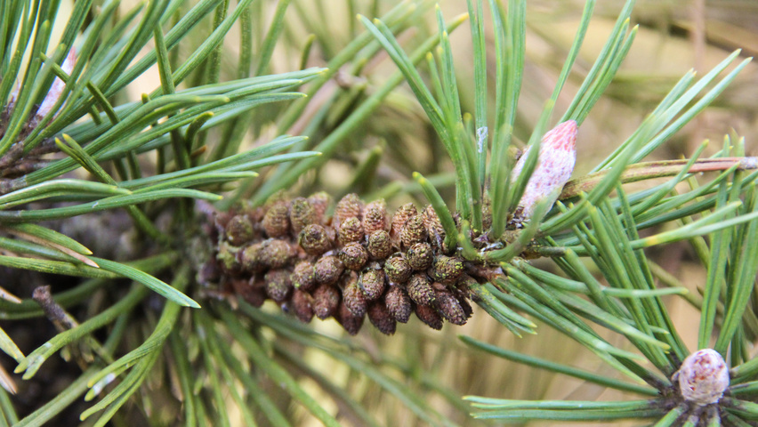 Pinus mugo subsp. uncinata kwiaty