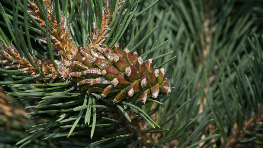 Pinus mugo subsp. uncinata owoce