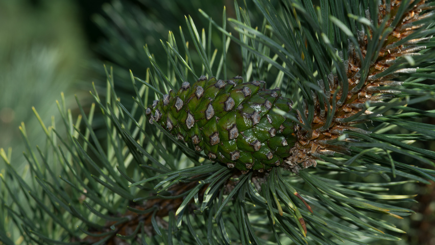 Pinus mugo subsp. uncinata owoce
