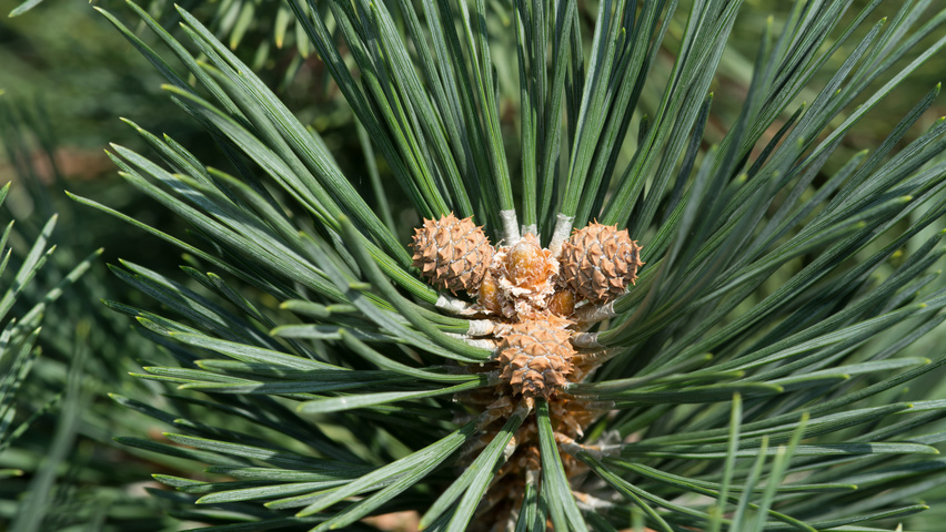 Pinus mugo subsp. uncinata owoce
