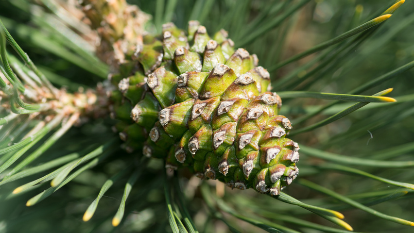 Pinus mugo subsp. uncinata owoce