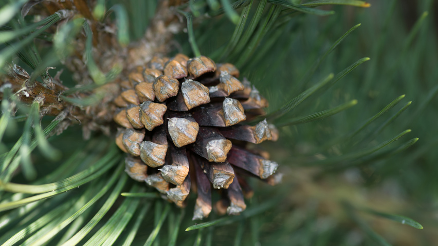 Pinus mugo subsp. uncinata owoce
