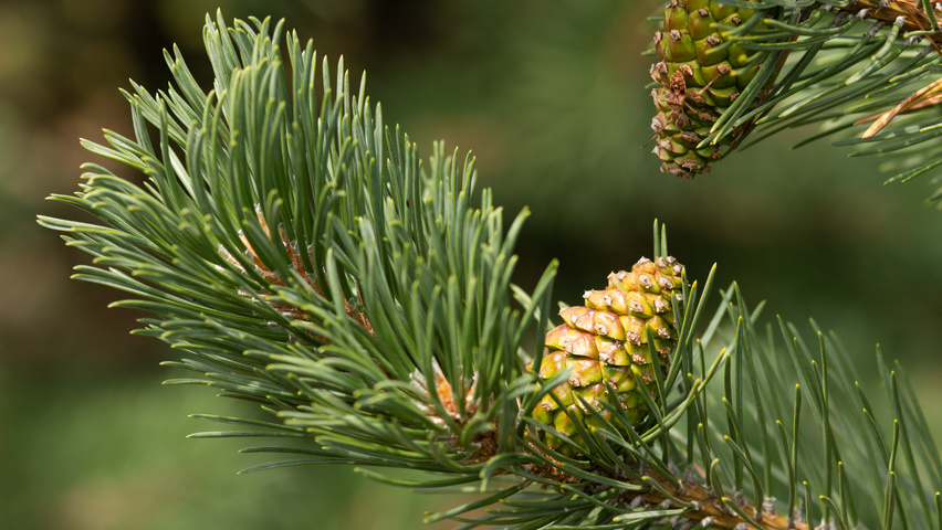 Pinus mugo subsp. uncinata owoce