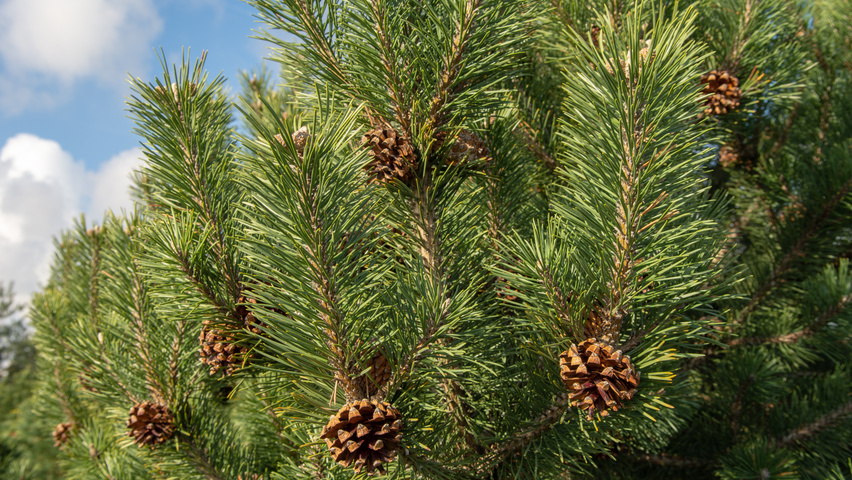 Pinus mugo subsp. uncinata owoce