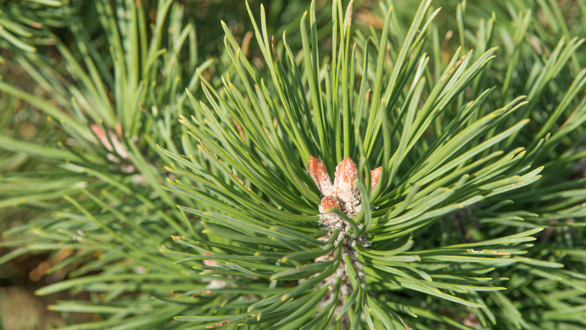 Pinus mugo subsp. uncinata liście