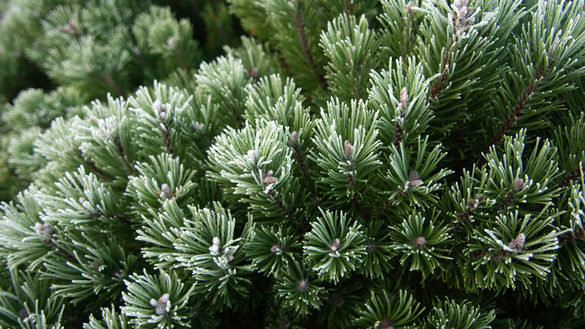 Pinus mugo subsp. uncinata liście