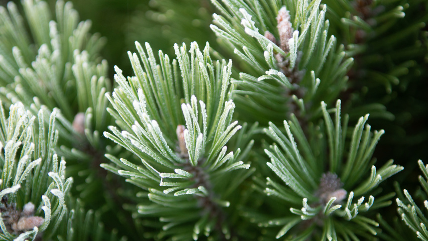 Pinus mugo subsp. uncinata liście