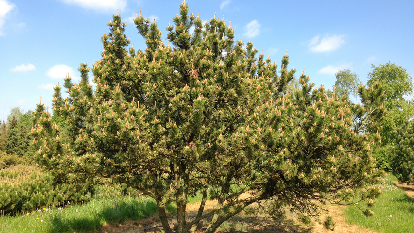 Pinus mugo subsp. uncinata wielopniowy