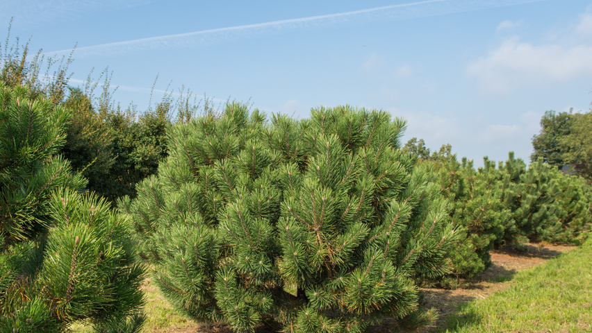 Pinus mugo subsp. uncinata krzewy soliterowe