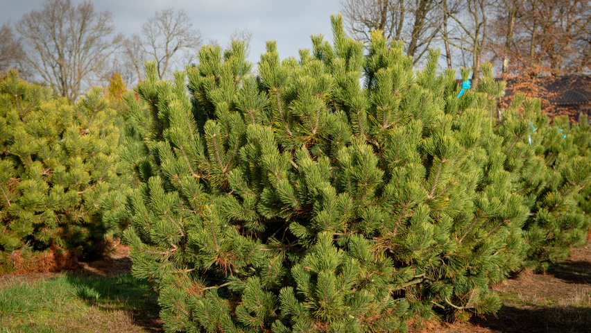 Pinus mugo subsp. uncinata krzewy soliterowe