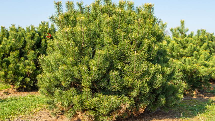 Pinus mugo subsp. uncinata krzewy soliterowe